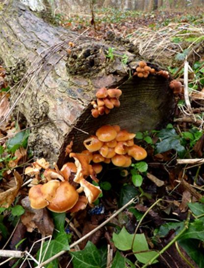 An abundance of caps emerging from the cut end of fallen elm in Pitsea, Essex